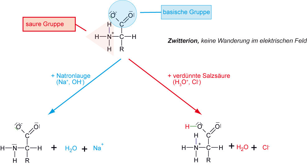 05-01-06-ta-aminsaeuren-als-amphlyte